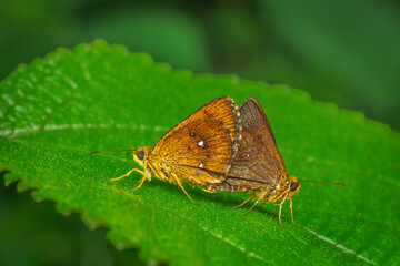 Chestnut bob butterflies mating,  Matheran, Western Ghats, India