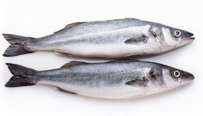 two entire fresh raw haddock on white background