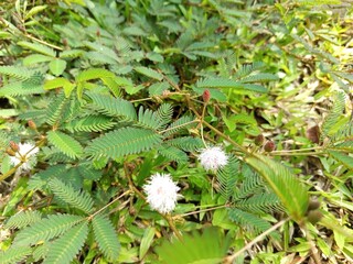 sensitive plant shameplant Mimosa Pudica Linn