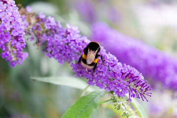 A fuzzy bumblebee actively gathers essential pollen from vibrant purple butterfly bush flowers,...