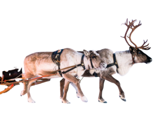 Santa’s Reindeer Team in Flight, Side View, Transparent PNG