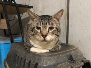 Tabby cat resting on top of a pet carrier