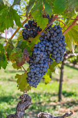 A large bunch of ripe grapes hanging on an old, gnarled vine, ready for the autumn harvest in...