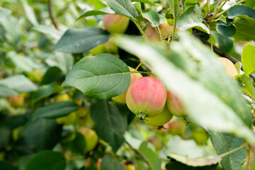 Ripe apples on a branch. The harvest of apples. Small apples on a branch.