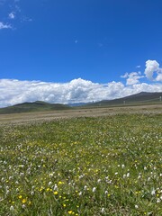 Fototapeta premium meadow with flowers