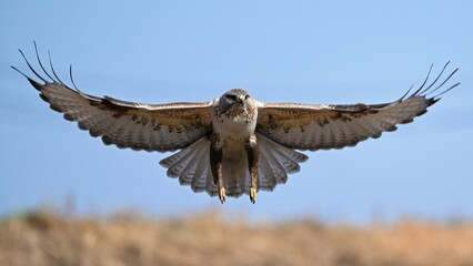 red tailed hawk