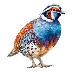 Quail in watercolor style, vector illustration, isolated on white background.