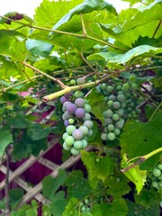 bunch of grapes