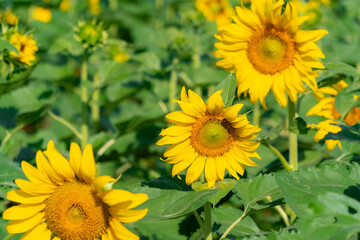Obraz premium Colorful flowers fluttering in the wind