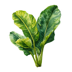 Plantain Leaf in watercolor style, vector illustration, isolated on white background. © Andrews