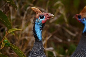 Helmeted Guineafowl Close-Up