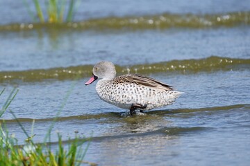 Duck wading in shallow water