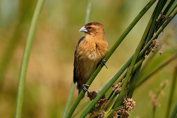 Small brown bird on green reeds in natural habitat.