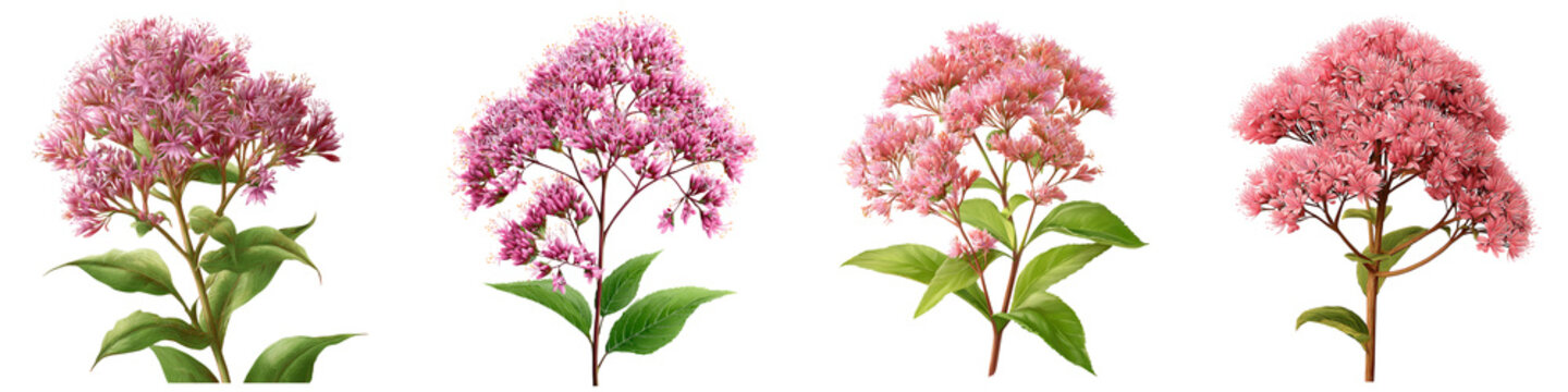 Set of joe pye weed flower isolated on transparent background.