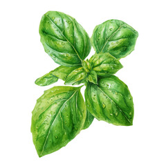 Watercolor vector illustration of Basil Leaf, isolated on white background.
