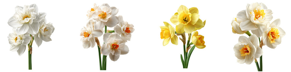 Obraz premium Jonquil flower isolated on transparent background.
