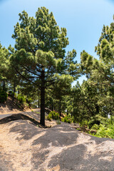 Montaña de Tamanca – Vulkanlandschaft, La Palma