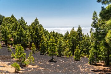 Montaña de Tamanca – Vulkanlandschaft, La Palma © Florian Braun