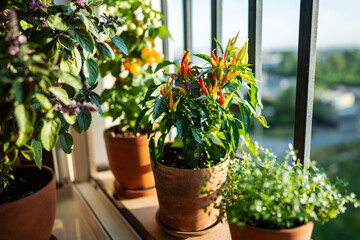 Homegrown of thai basil, dwarf red hot pepper plant, yellow tomato cherry in flower pots growing on french balcony at home, sunlight. Urban gardening and farming in the house. 