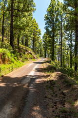 Montaña de Tamanca – Vulkanlandschaft, La Palma
