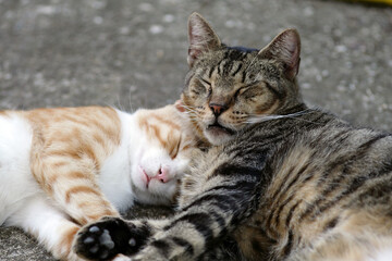 Two cats cuddling and sleeping together outdoors