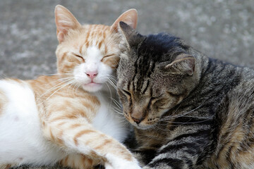 Two cats cuddling and sleeping together outdoors