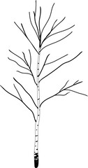 Fototapeta premium Birch tree with bare branches without leaves 