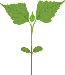 Green sprout of birch tree (Betula pendula) isolated on white background