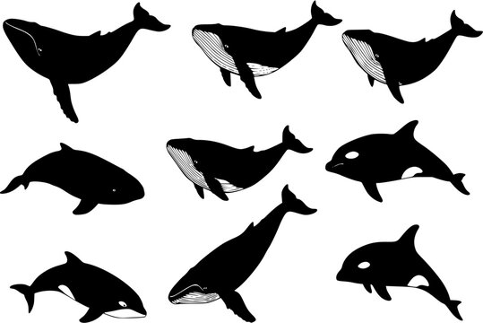 whale silhouettes
