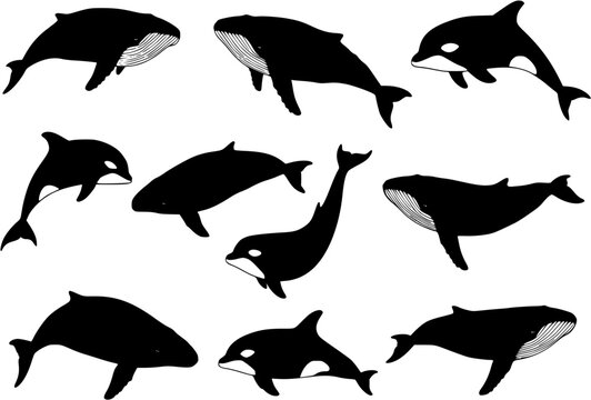 whale silhouettes

