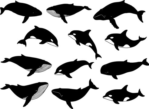whale silhouettes
