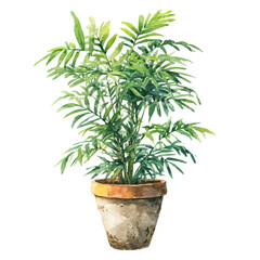 Parlor Palm, watercolor painting, vector illustration, isolated on a white background.
