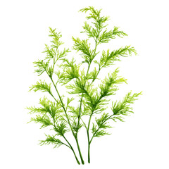 A watercolor painting of Asparagus Fern, vector illustration on white background.