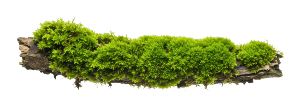 Moss growth on wooden log nature scene macro greenery concept. Cut out png
