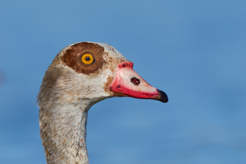 The Egyptian goose - bird portrait