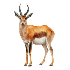 Antelope in watercolor style, vector illustration, isolated on white background.