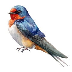 Swallow, watercolor painting, vector illustration, isolated on a white background.
