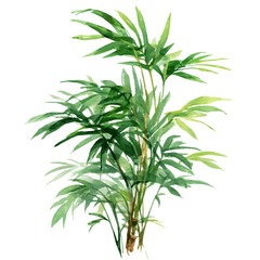 A watercolor painting of Parlor Palm, vector illustration on white background.