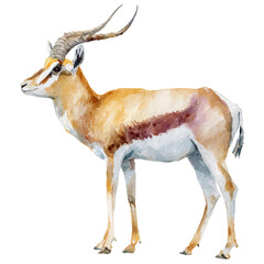 Antelope in watercolor style, vector illustration, isolated on white background.