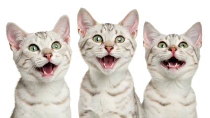 Happy bengal cat trio with green eyes and spotted fur showing joyful expression and open mouth