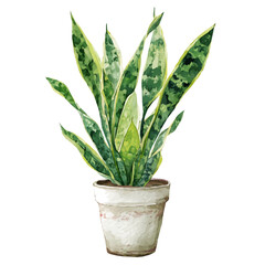 Watercolor vector illustration of Snake Plant, isolated on white background.