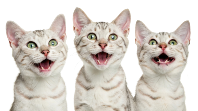 Happy bengal cat trio with green eyes and spotted fur showing joyful expression and open mouth