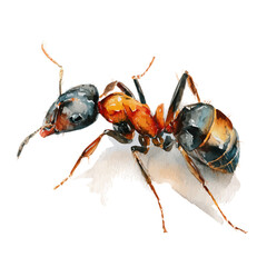 A watercolor painting of Ant, vector illustration on white background.