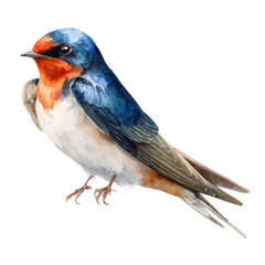 Swallow in watercolor style, vector illustration, isolated on white background.