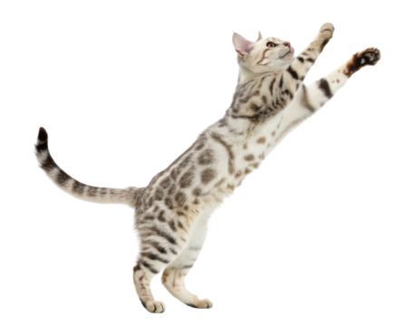 Playful bengal cat with spotted fur leaps energetically showing agility and grace in mid air with focused eyes and extended paws