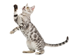 Playful bengal cat with spotted fur pattern raising paw and looking up with bright eyes in active pose