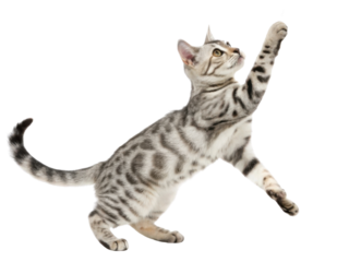 Playful bengal cat with spotted fur and bright eyes stretches its paw upward in energetic and curious pose
