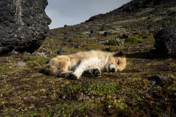 Brown dog resting on grassy slope in the Ecuadorian highlands under daylight.