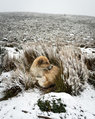 Brown dog lying among frosty grass in a snow-covered Ecuadorian páramo under cloudy sky.