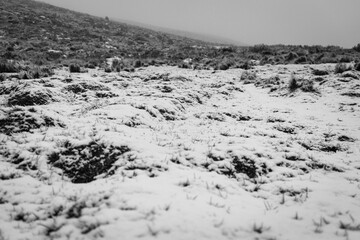 Black and white view of snow-covered Andean páramo with grass and shrubs under cloudy winter sky.